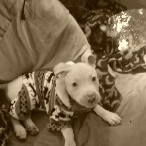 Meet your Posher, Steve